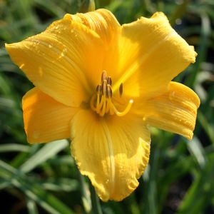 Hemerocallis Buttered Popcorn