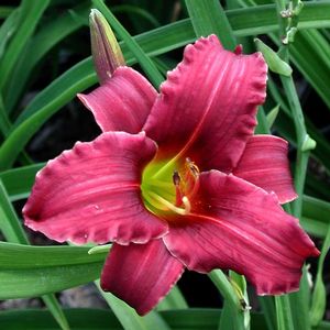 Hemerocallis Eenie Fanfare
