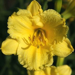 Hemerocallis Happy Returns