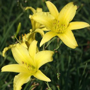 Hemerocallis Hyperion