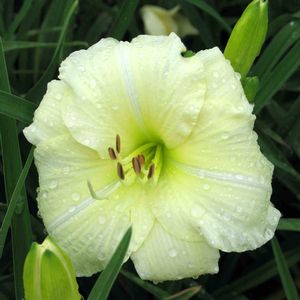 Hemerocallis Joan Senior