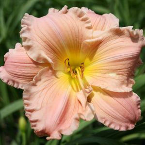 Hemerocallis Jolyene Nichole