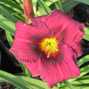 Hemerocallis Little Wine Cup