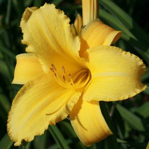 Hemerocallis Mary Todd