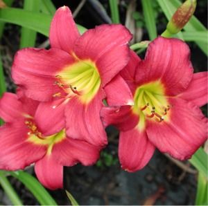 Hemerocallis Pardon Me