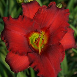 Hemerocallis Red Razzmatazz