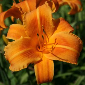 Hemerocallis Rocket City