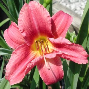 Hemerocallis Rosy Returns
