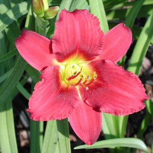 Hemerocallis Ruby Stella