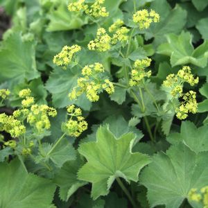 Alchemilla mollis Thriller