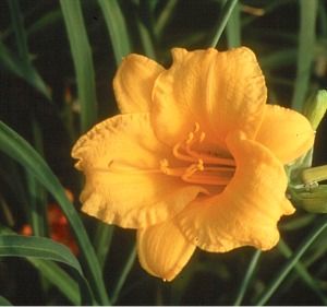 Hemerocallis Stella de Oro