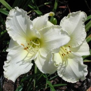 Hemerocallis Sunday Gloves