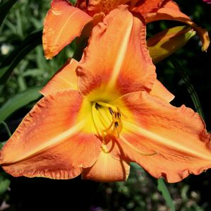 Hemerocallis Tuscawilla Tigress