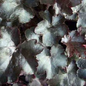 Heuchera villosa Blackout