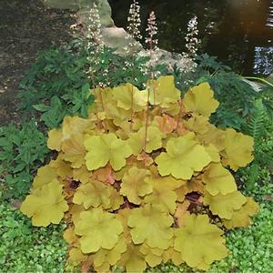 Heuchera villosa Caramel