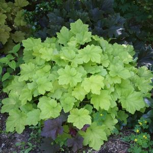 Heuchera villosa Citronelle