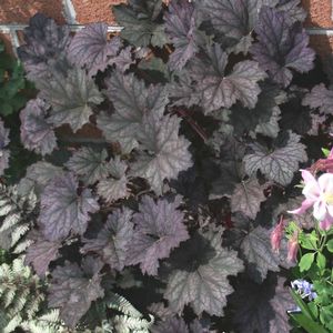 Heuchera villosa Frosted Violet