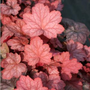 Heuchera villosa Georgia Peach