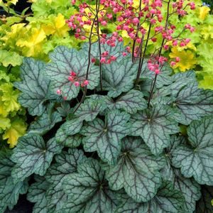 Heuchera americana Peppermint Spice