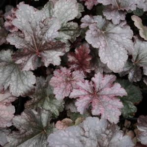 Heuchera brizoides Plum Pudding