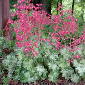 Heuchera sanguinea Snow Angel