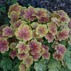 Heuchera villosa Tiramisu