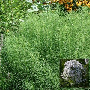 Amsonia hubrichtii 