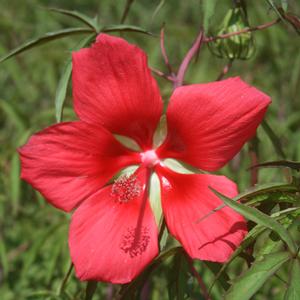 Hibiscus coccineus 