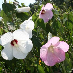 Hibiscus moscheutos 