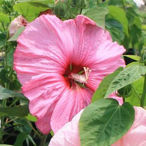 Hibiscus moscheutos Disco Belle Pink
