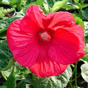 Hibiscus moscheutos Disco Belle Red