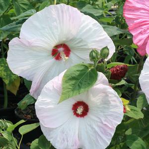 Hibiscus moscheutos Disco Belle White