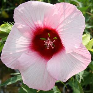 Hibiscus moscheutos Lady Baltimore
