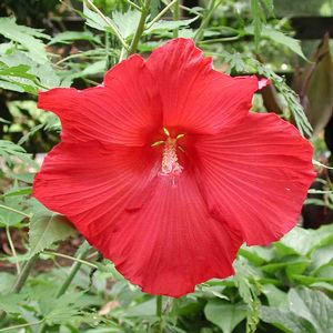 Hibiscus moscheutos Lord Baltimore