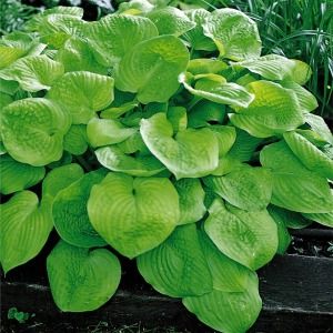 Hosta August Moon