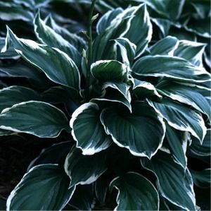 Hosta fortunei Aureomarginata