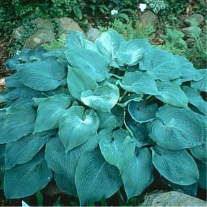 Hosta Blue Angel