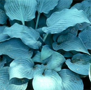 Hosta Blue Wedgwood