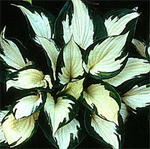 Hosta Fire and Ice