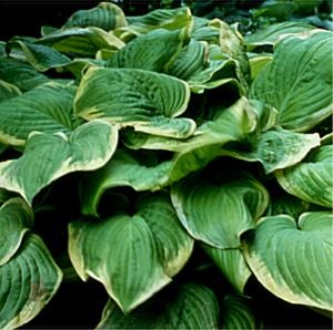 Hosta Fragrant Bouquet