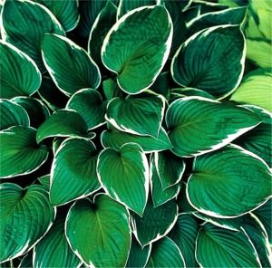 Hosta Francee