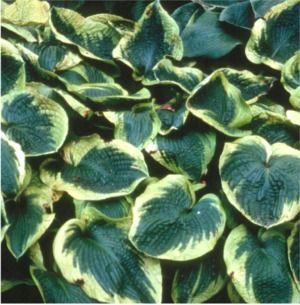 Hosta Frances Williams