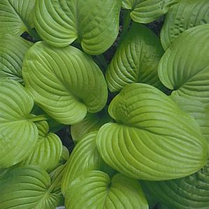 Hosta Fried Bananas