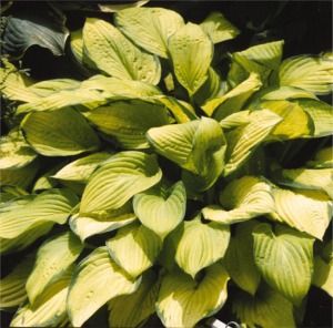 Hosta Gold Standard