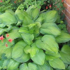 Hosta Guacamole