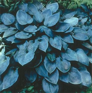 Hosta Halcyon
