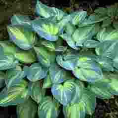 Hosta June