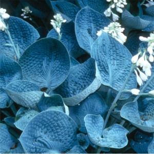 Hosta Love Pat