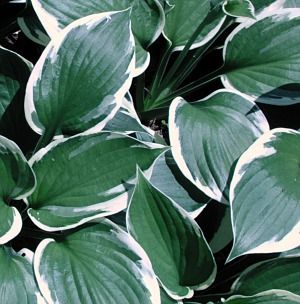 Hosta Minuteman