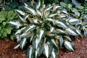 Hosta Night Before Christmas
